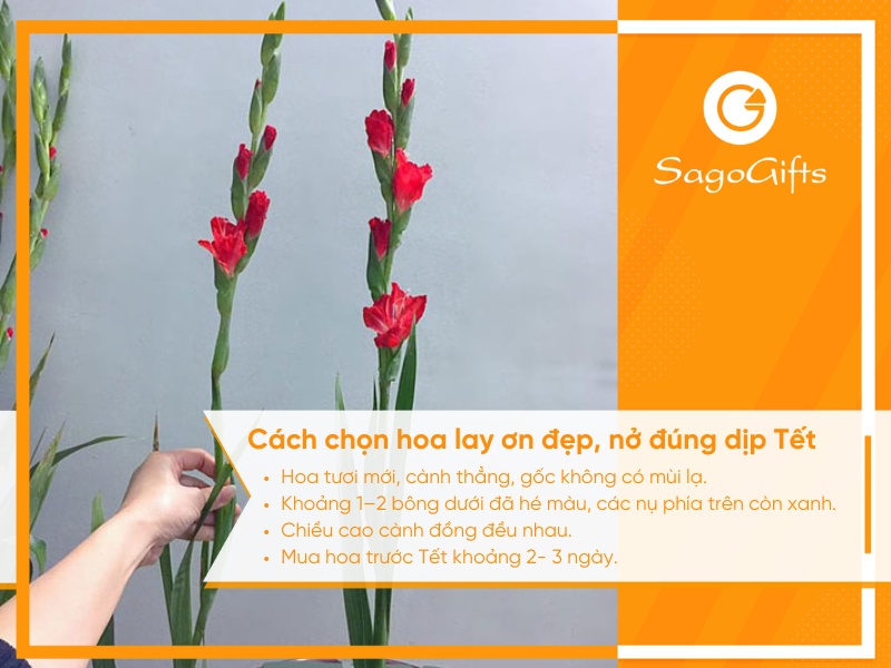 cam-hoa-lay-on-ngay-tet-cach-chon