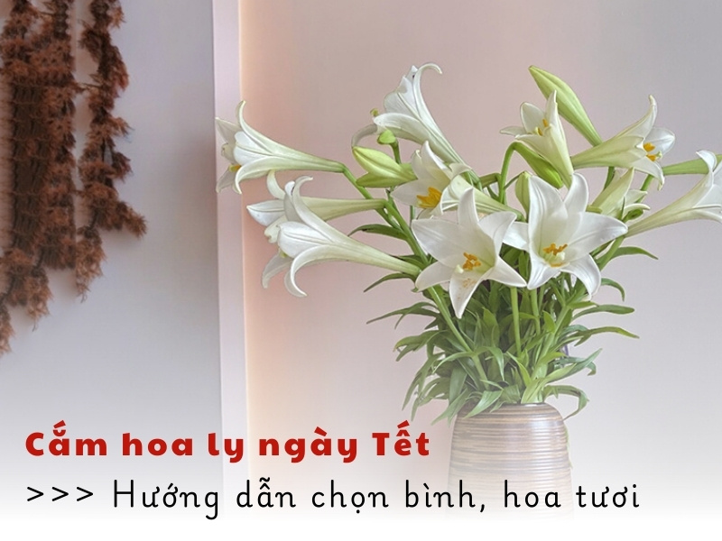 cam-hoa-ly-ngay-tet-chon-binh-chon-hoa