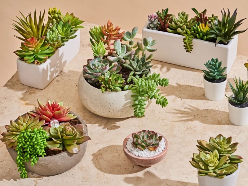 chau-sen-da-nho-xinh