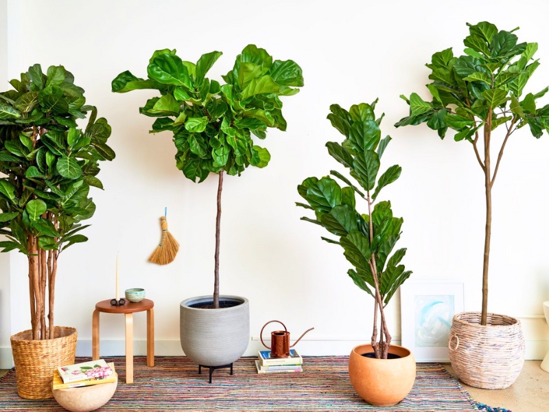 mon-qua-tan-gia-cay-bang-singapore