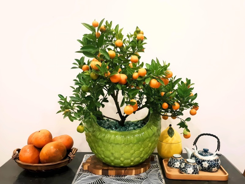 mua-qua-tet-cho-nha-ban-gai-cay-canh