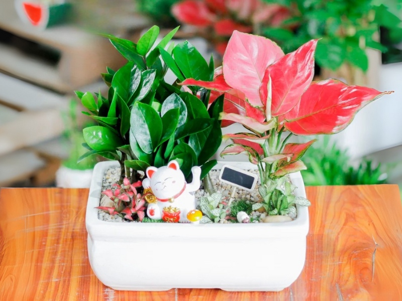 qua-tan-gia-cay-phong-thuy