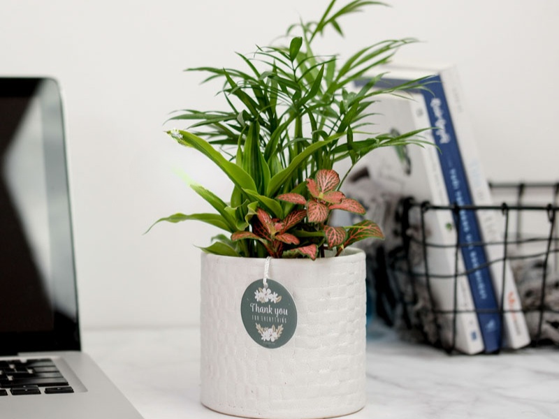 qua-tang-dong-nghiep-nu-cay-canh-de-ban