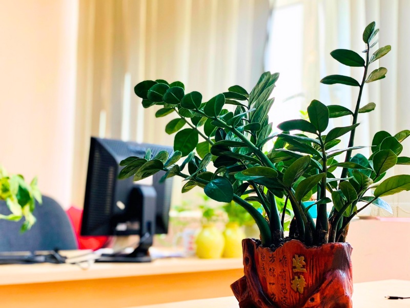 qua-tang-khach-hang-ngay-tet-cay-phat-tai