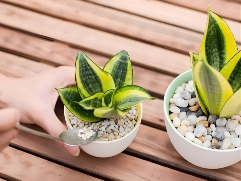 qua-tang-sep-cu-cay-de-ban