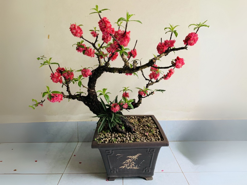 qua-tet-cho-sui-gia-mai-dao