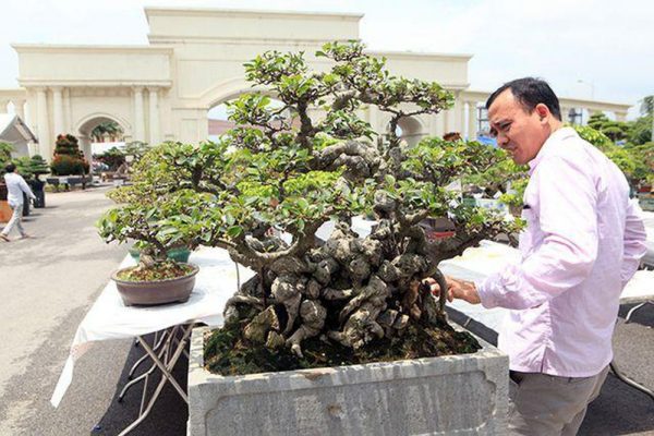 quà tết doanh nhân cây cảnh bonsai