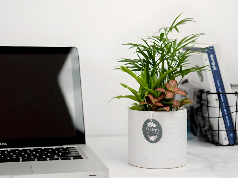 tang-qua-cam-on-sep-cay-canh-de-ban